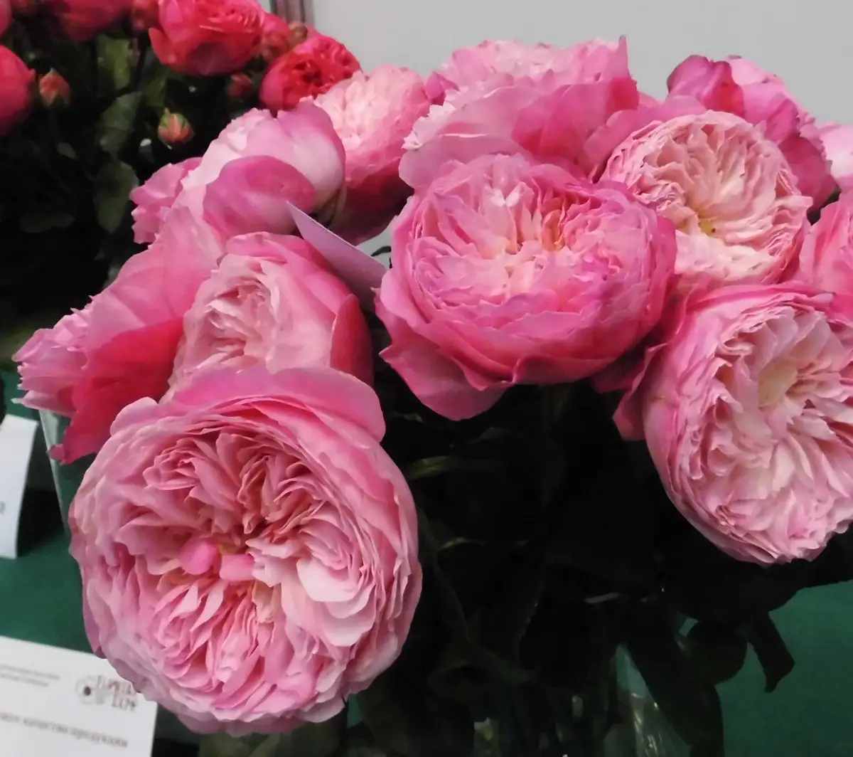 Современные ностальгические розы немецкой селекции, напоминающие сорта времен Авиценны Современные ностальгические розы немецкой селекции, напоминающие сорта времен Авиценны