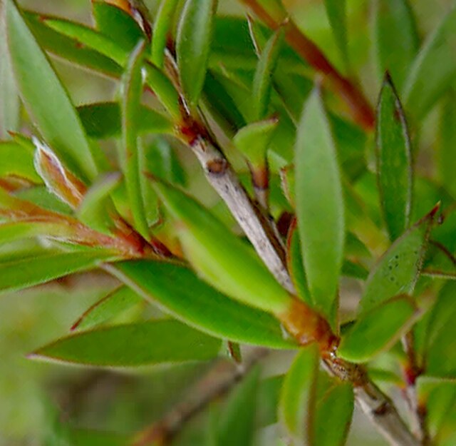 Melaleuca alternifolia чайное дерево